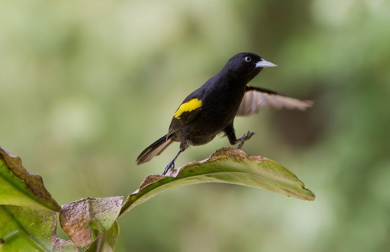 golden-winged cacique, cacicus chrysopterus, japim-soldado, золотокрылый черный касик, бразилия А как же я?photo preview