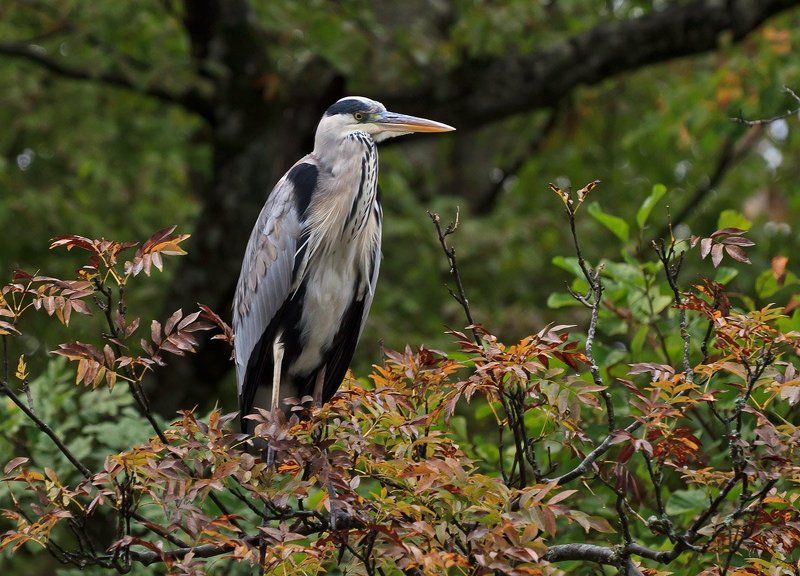 серая цапля, ardea cinerea Серая цапляphoto preview