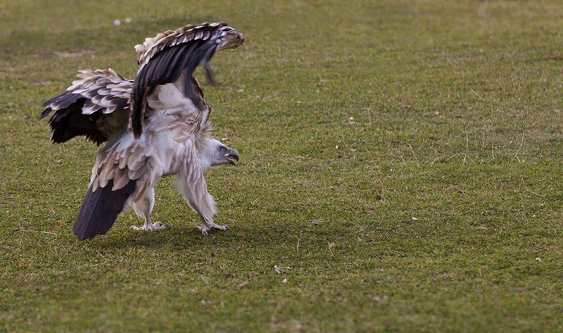 хищник, птица, стервятник, гриф Стервятник.photo preview