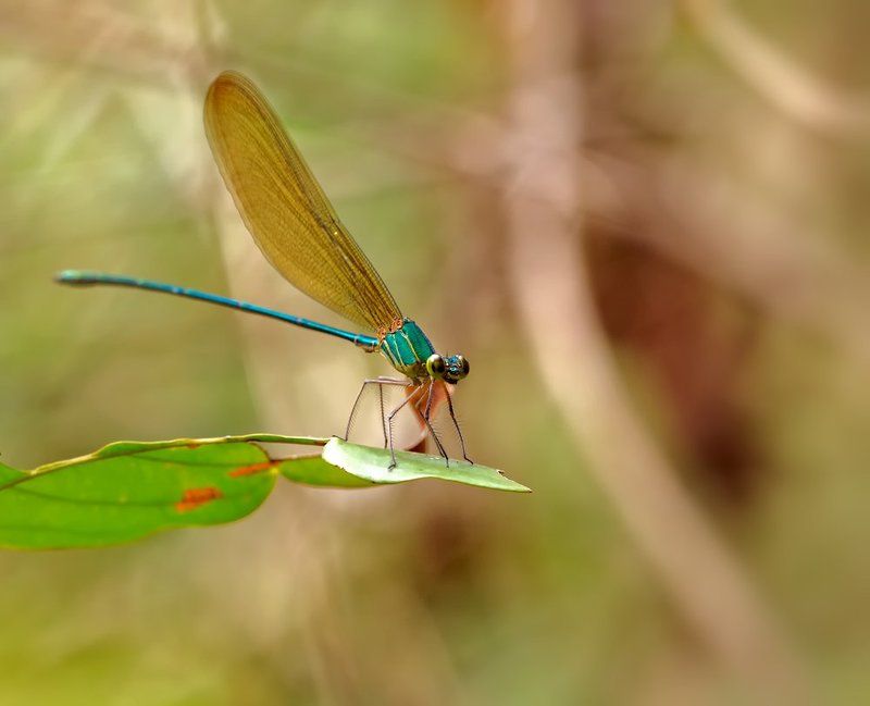 Vestalis gracilisphoto preview