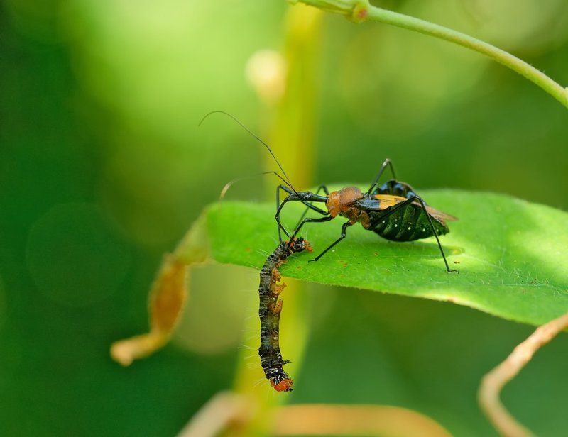 Обед не отдам...photo preview