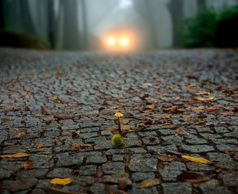 Last Chestnut.photo preview