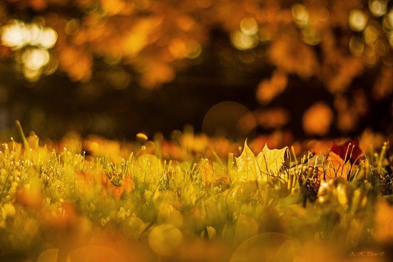 morning, , , , , bokeh, , , , , golden, , , , , leaf, , , , , maple, , , , , honey Morning, like honey for my soulphoto preview