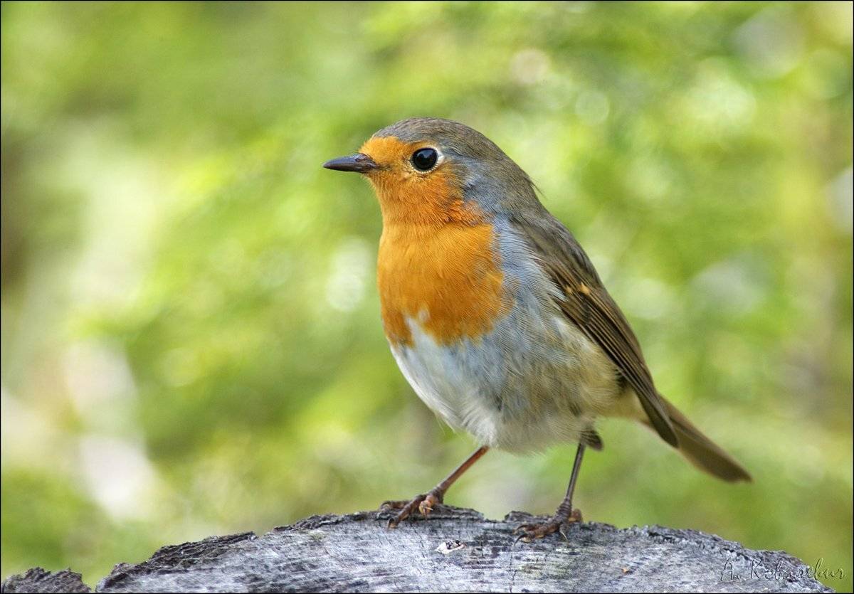 , Ковалевич А.