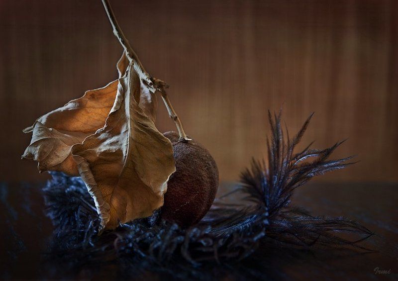 высохших, лист, лимона, птичье, перо =~=photo preview