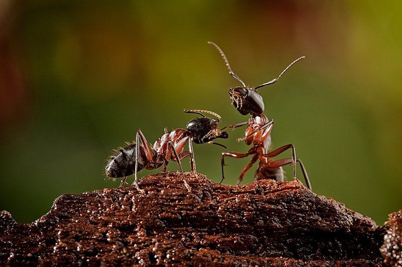 The Pedicure Ant фото превью