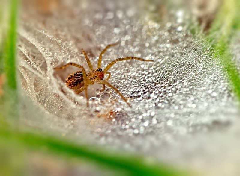 паук, паутина, макро, macro, closeup Паутинное...photo preview