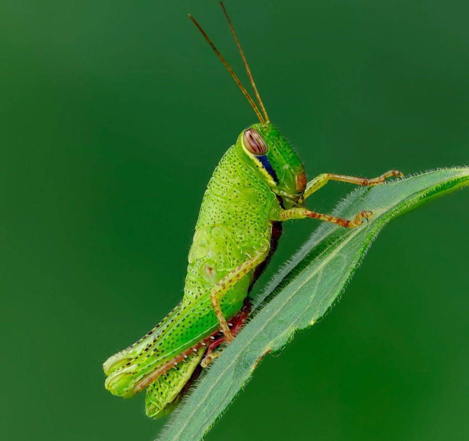 ***. Автор: Alexey Gnilenkov , Alexey Gnilenkov