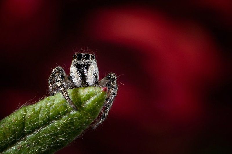 Sweetie фото превью