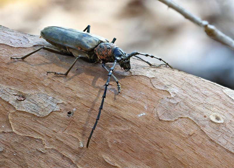 Усач...photo preview