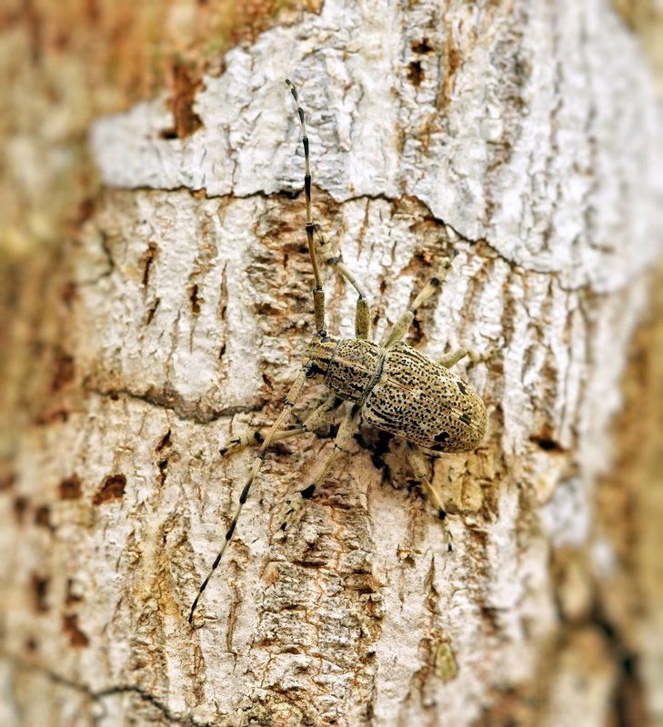 Мастера маскировки и борьбы...photo preview