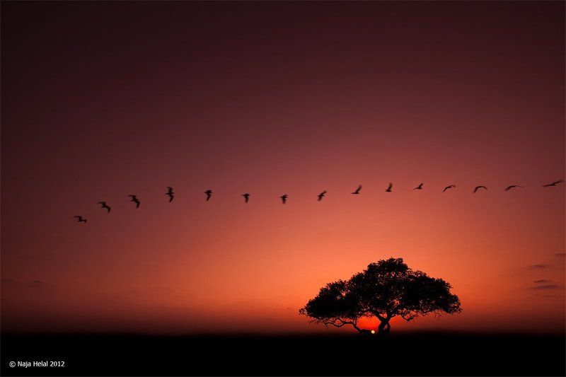 safari, saudi, arabia Safariphoto preview