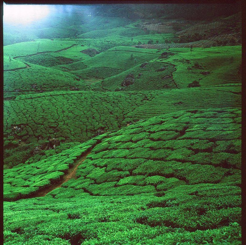 индия, munnar, чайные плантации, поля Чайные плантации Муннараphoto preview