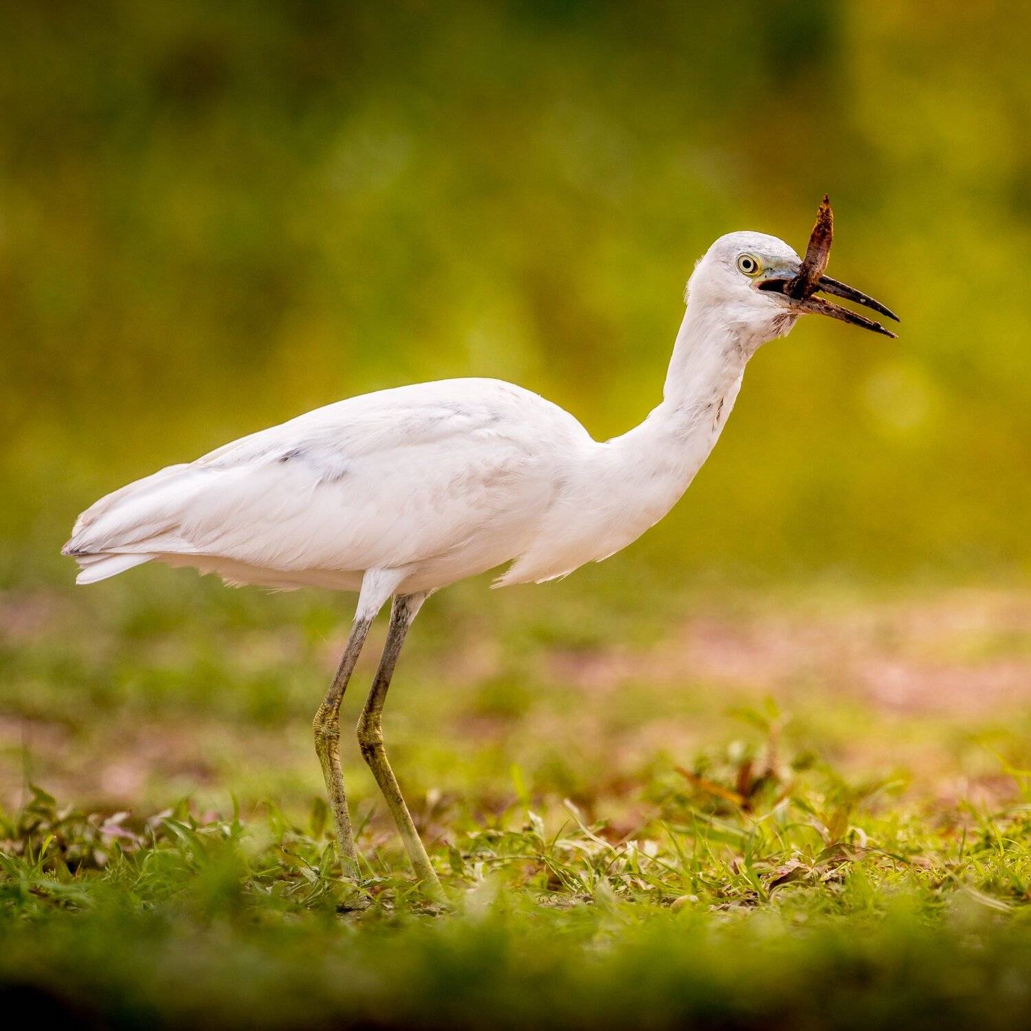 Snowy Egret. Автор: Илья Данилов , Илья Данилов