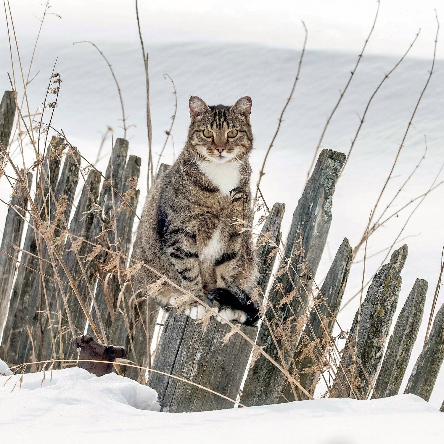 Мартовский котэ.. Автор: Михаил Белоусов , Михаил Белоусов