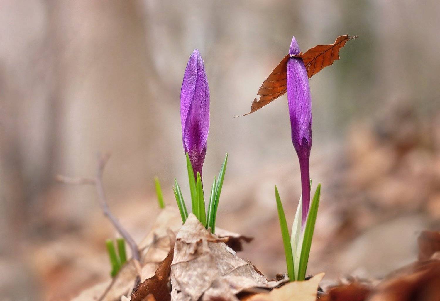 Стрелолист. Автор: Vladimir Morozov , Vladimir Morozov