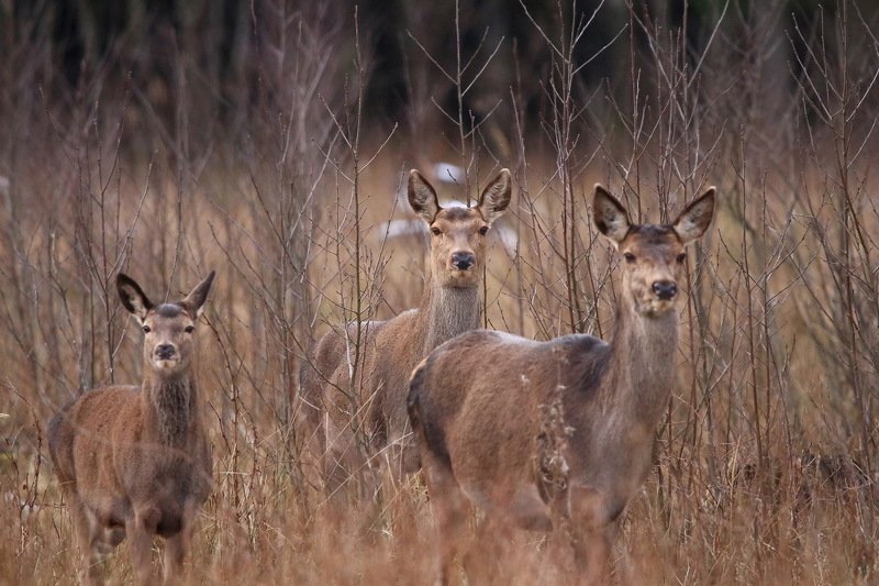 111 111photo preview