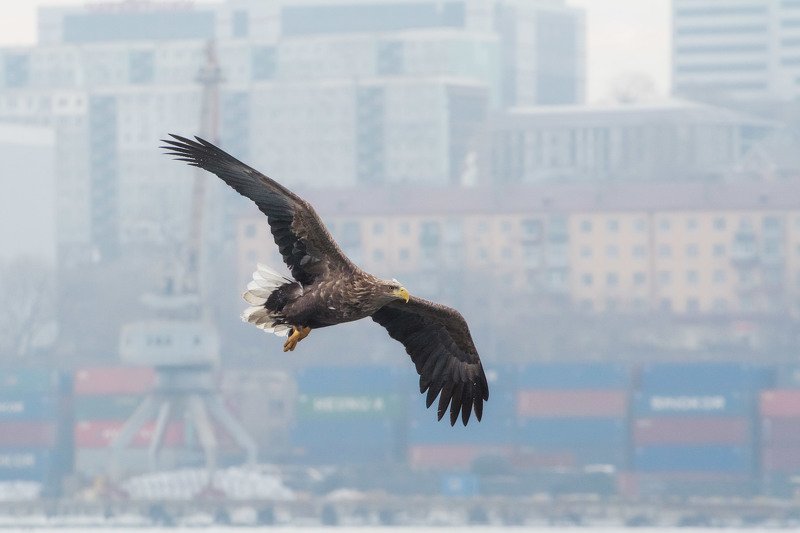 Полетphoto preview