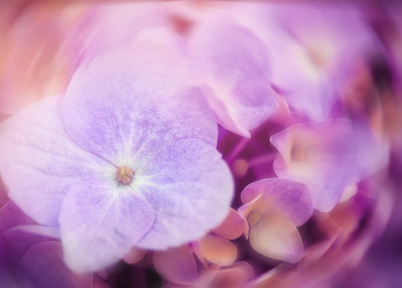 antrisolja, floral, pink, macro Floral mood photo preview