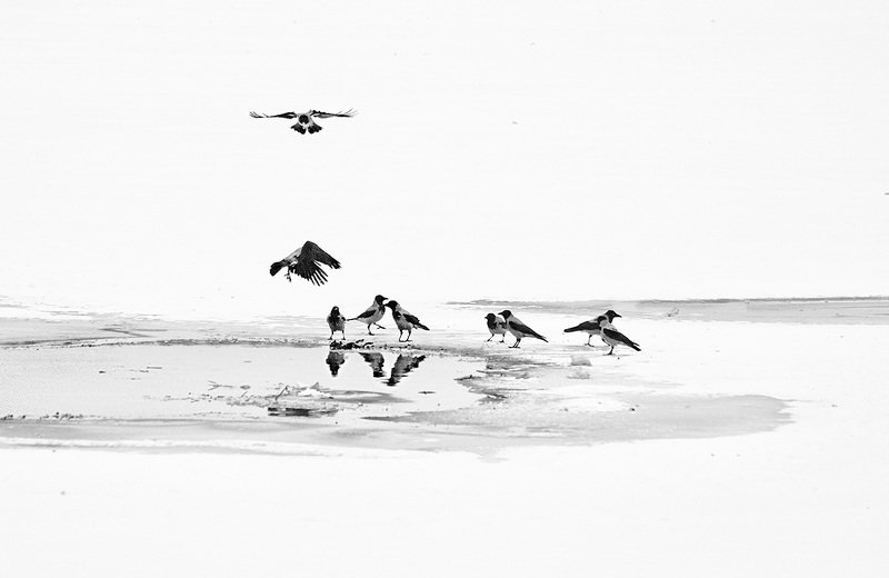 Птицы на зимнем прудуphoto preview