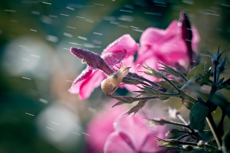 улитка, макро, боке, брызги, вода, закат, солнце, трава, сказка, цветок, розовый, любопытство, лето, macro Про улитку в розовых цветахphoto preview