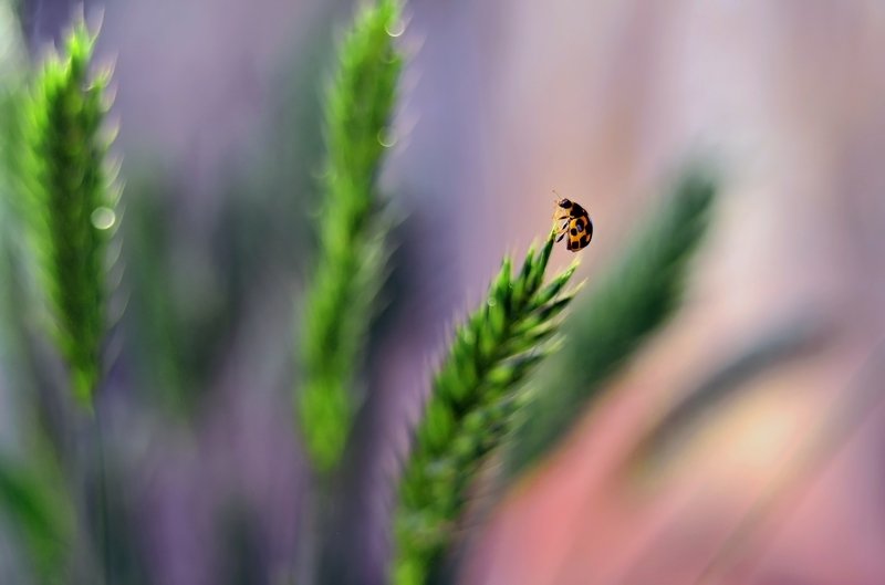 макро, насекомые, коровка, божья коровка, волшебство, макро мир, цвет, Цвета ванилиphoto preview