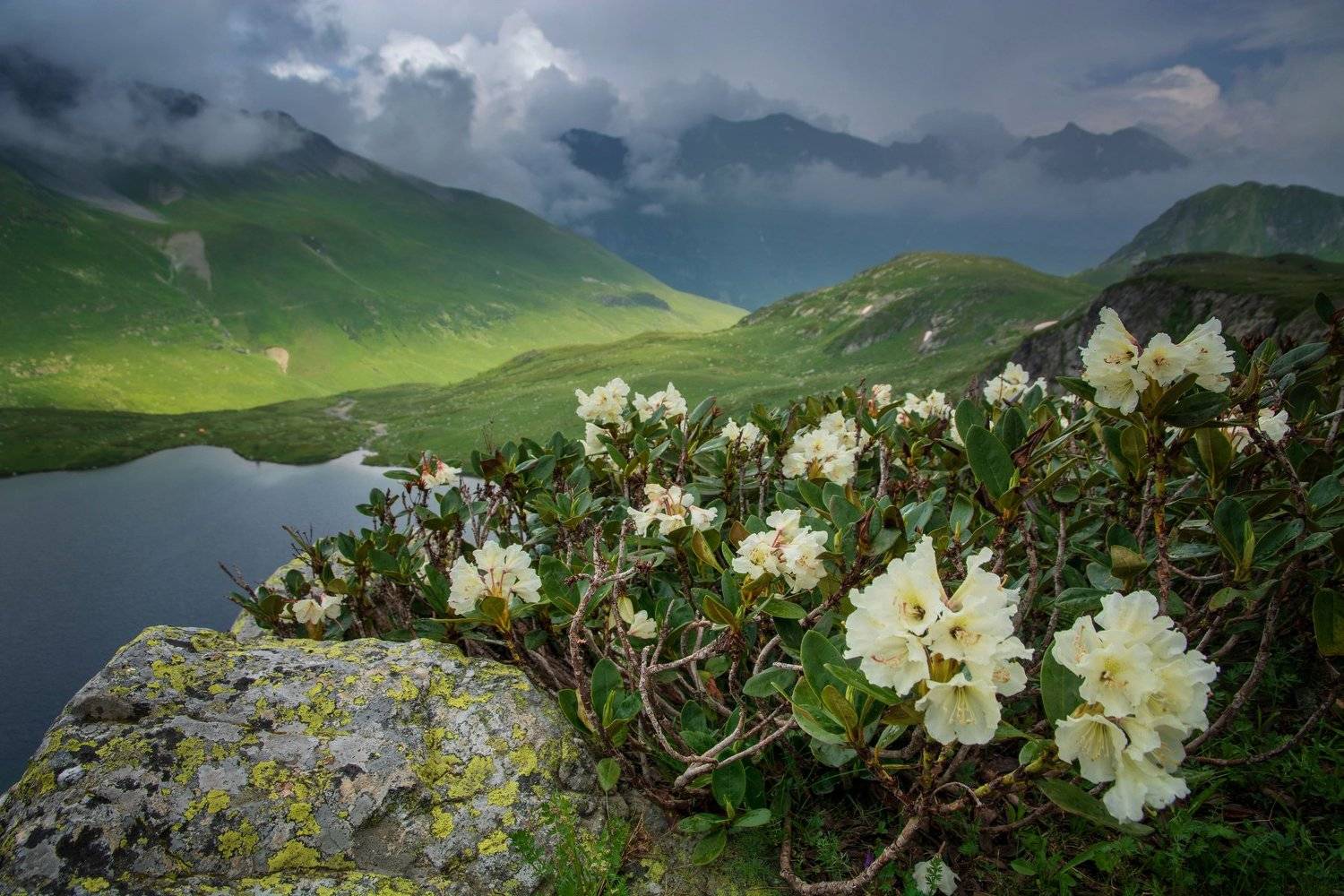 кавказ, Алексей Кретов