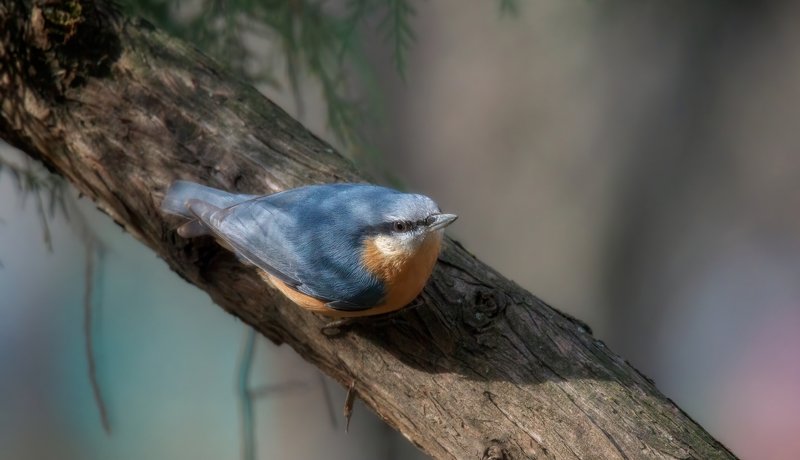 поползень, обработка НА МНЕ УЗОРОВ НЕТphoto preview