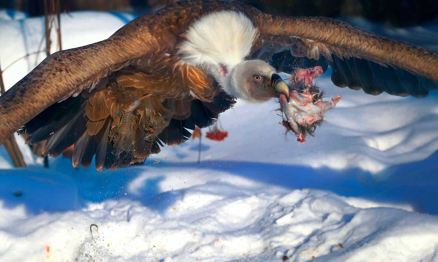 , Олег Богданов