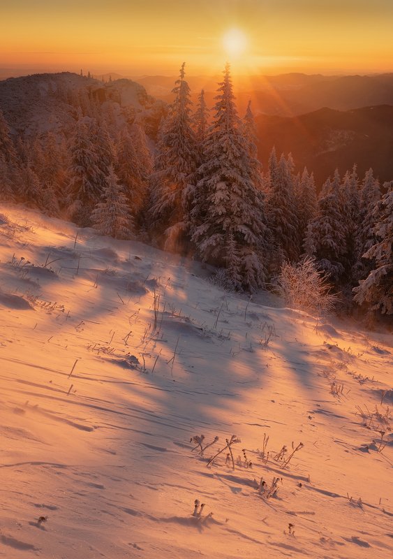 winter, trees, blizzard, snow, landscape, travel, nature, mountain, romania, cold, sunrise Golden Timesphoto preview