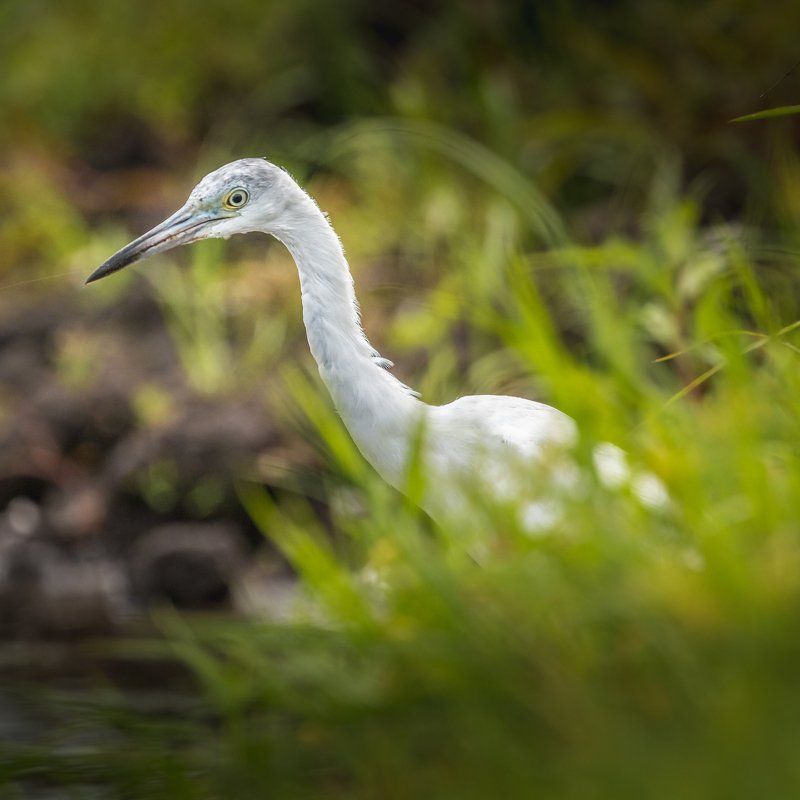 Snowy Egret фото превью