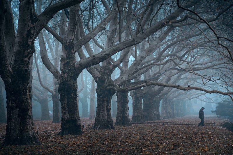 исчезающий vanishing old man trees dranikowski foggy morning platans tree path fog mist magic foggy исчезающийphoto preview