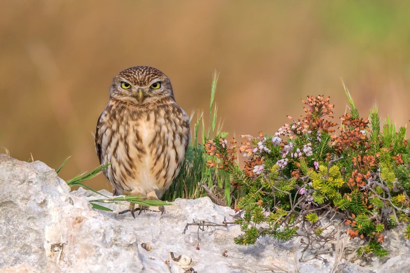 common owlphoto preview