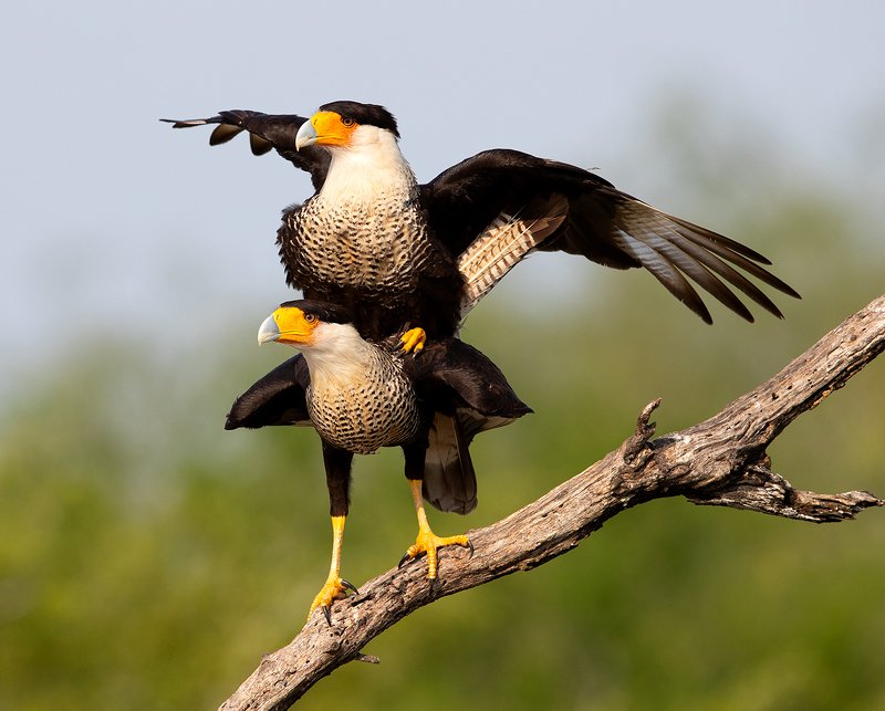 каракара, crested caracara, caracara, tx, texas, хищные птицы Happy Valentine\'s Day! Каракара - Caracara couple matingphoto preview
