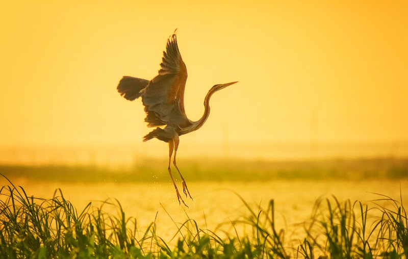 Birds,Purple_Moorhen,Deepor_Wetland,Assam,Guwahati,India Dancing Moorhenphoto preview
