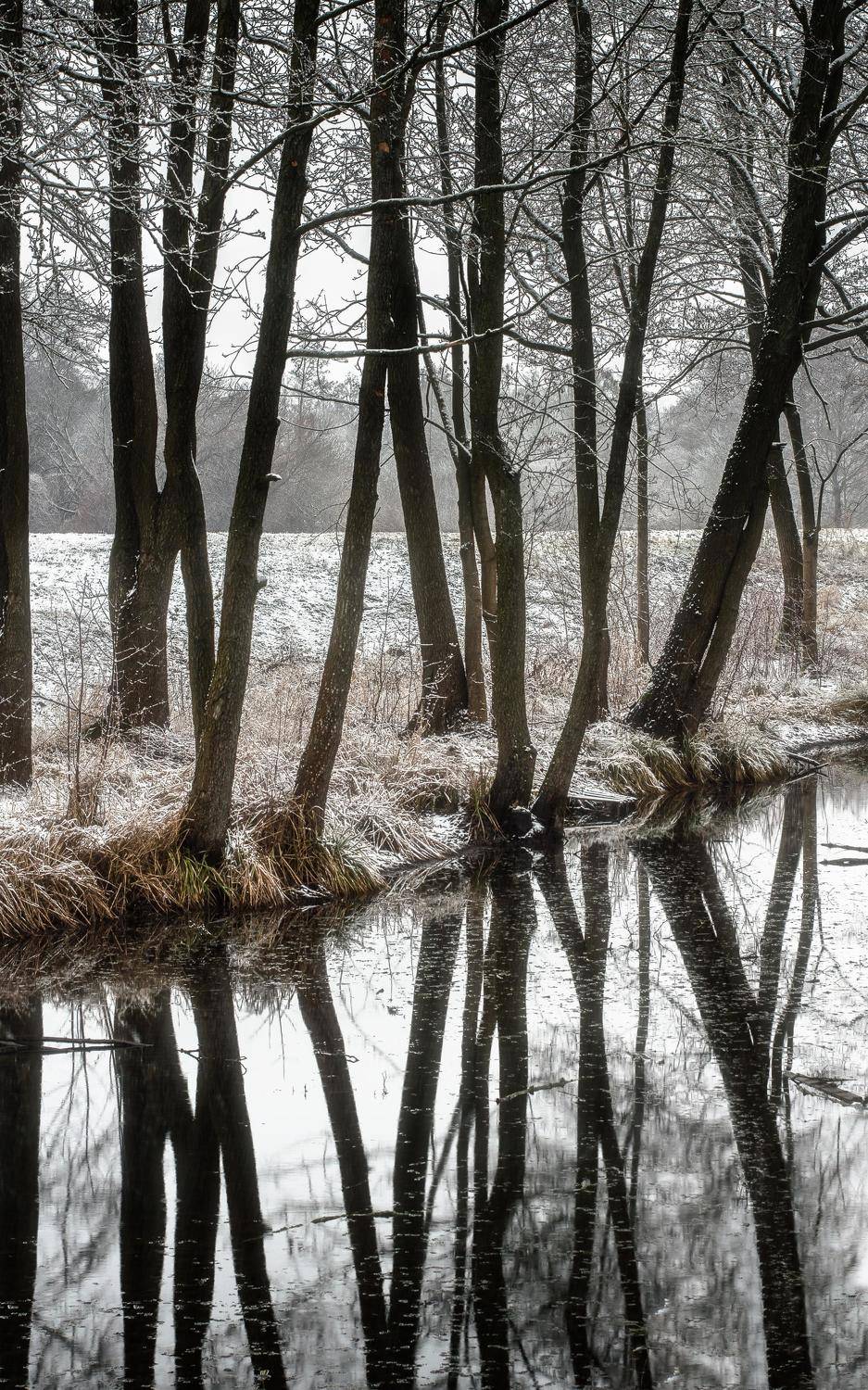 Reflection of trees. Автор: Полина Хрол city ,citylife ,citylights ,citynight ,cityscape ,cityscapes ,forest ,light ,lightning ,lights ,nature ,naturelandscape,naturephotography ,winter ,winterlandscape ,foggylandscape ,winter nights,беларусь, вязынка, снег, зима,пейзаж,деревья, отражение,refle, Полина Хрол