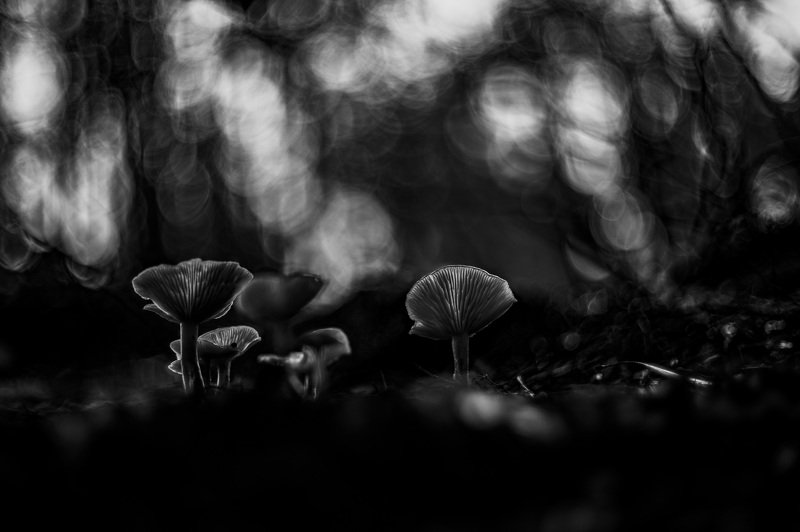 Iluminatedphoto preview