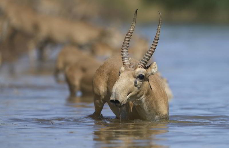 Рогач фото превью