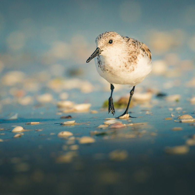 Semipalmated sandpiper фото превью