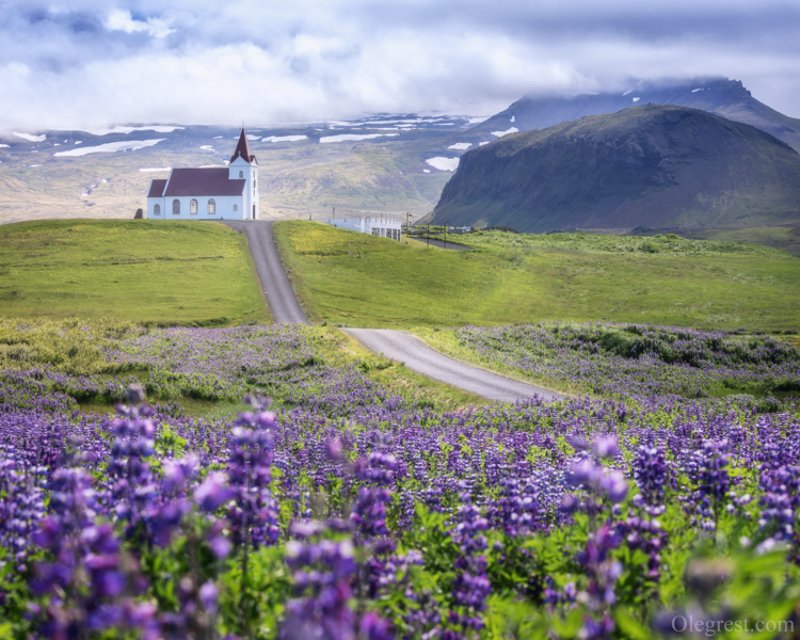 Lupinesphoto preview