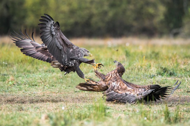 adult versus youngphoto preview