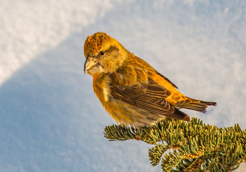 птицы,север,клесты,печора,зима,вьюрковые,анималистика,отдых,коми,фотоохота,birds, north, klesty, pechora, winter, finches, animalistics, recreation, komi, photo hunting, Клёст лесная певчая птицаphoto preview