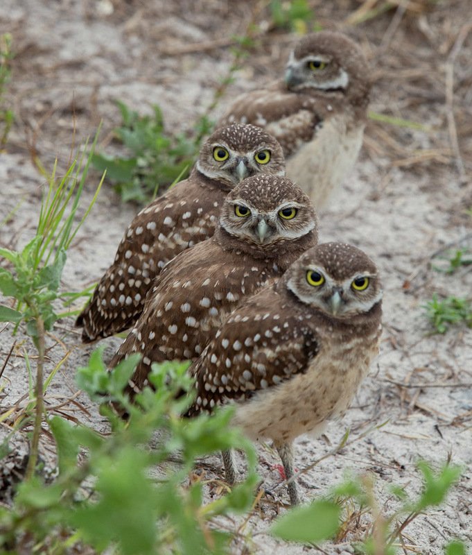 кроличий сыч, florida,burrowing owl, owl, флорида,сыч Burrowing Owls - Cычикиphoto preview