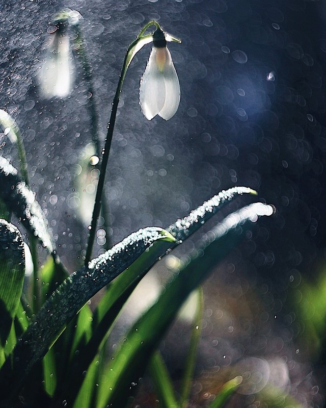 весна рядомphoto preview