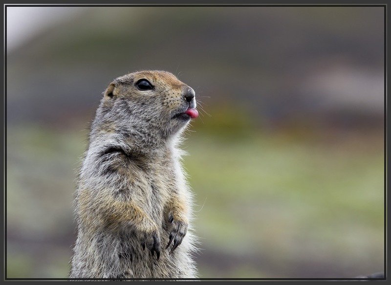 камчатка, kamchatka, еврашка, суслик Дразнится.photo preview
