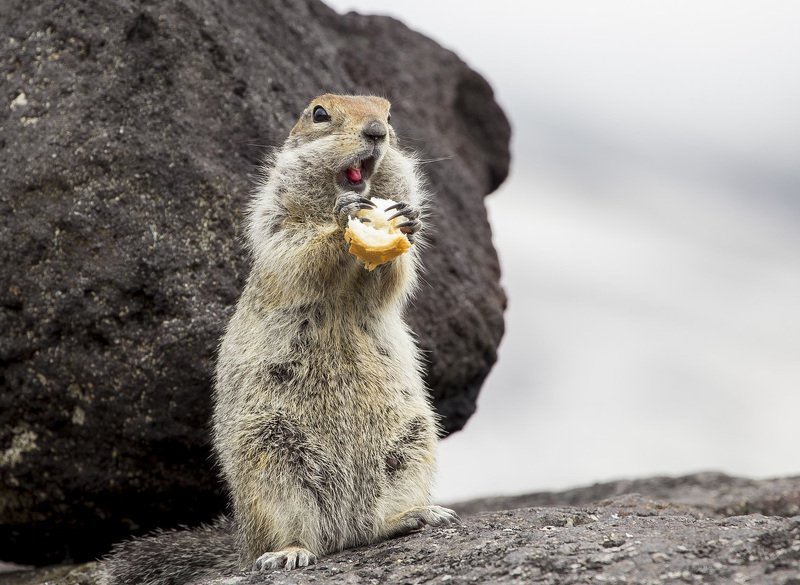 камчатка kamchatka еврашка суслик Вкусно .photo preview