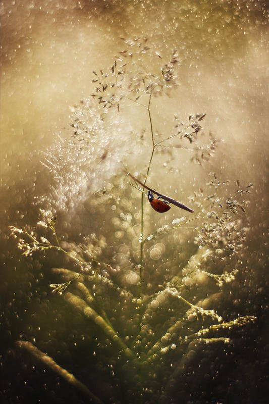 ladybug,macrofun,insect On the umbrellaphoto preview