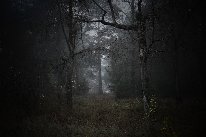 вечер осень лес туман Осенний лес(VI)photo preview