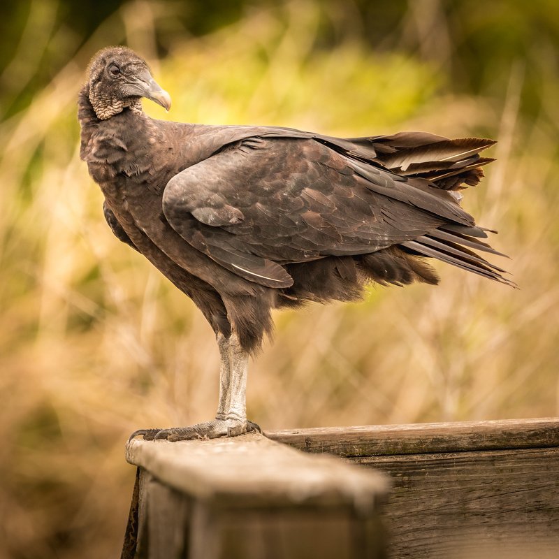 Black Vulture фото превью