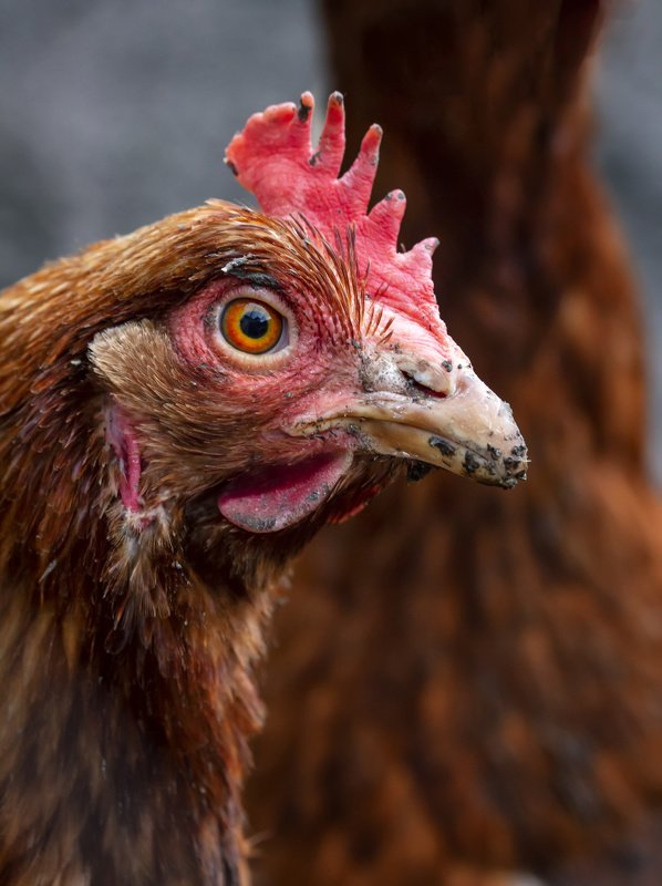 A portrait of a ladyphoto preview